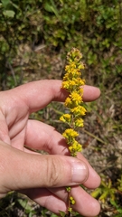 Solidago puberula