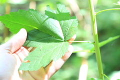 Physocarpus capitatus