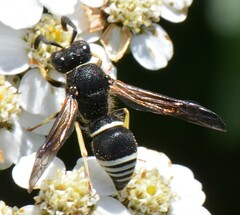 Ancistrocerus albolacteus