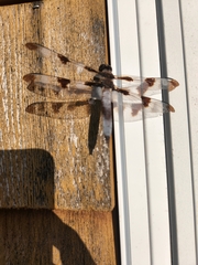 Libellula pulchella