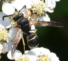 Ancistrocerus albolacteus