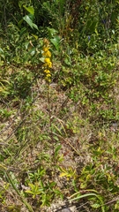 Solidago puberula