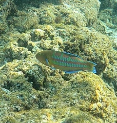 Thalassoma trilobatum