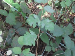 Symphoricarpos mollis