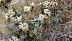 Eriogonum corymbosum