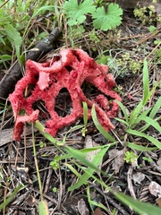 Clathrus ruber