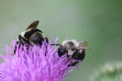Bombus bimaculatus