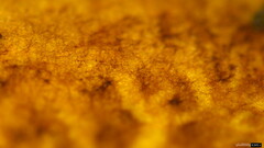 Lanmaoa angustispora