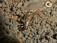Eunemobius carolinus