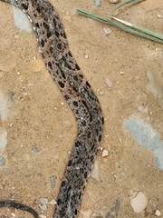 Bothrops asper