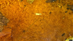 Lanmaoa angustispora