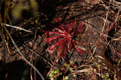Drosera spatulata