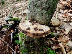 Ganoderma applanatum