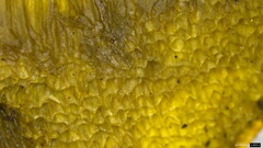 Lanmaoa angustispora