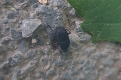 Tenebrioninae