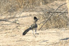 Geococcyx californianus