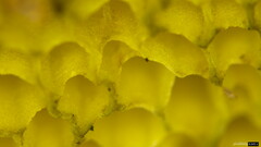 Lanmaoa angustispora