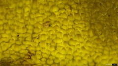 Lanmaoa angustispora