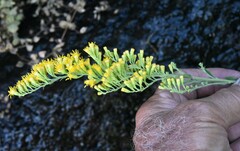 Solidago speciosa