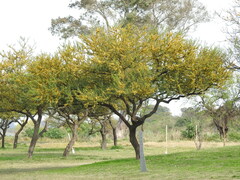 Vachellia caven