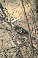 Geococcyx californianus