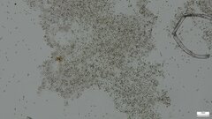 Lanmaoa angustispora