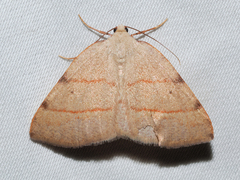 Drepanulatrix bifilata