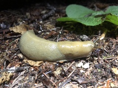 Ariolimax columbianus