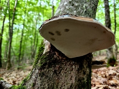 Ganoderma applanatum