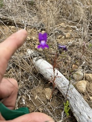Linaria maroccana