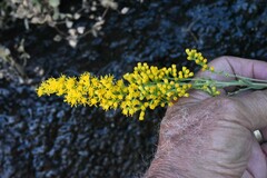 Solidago speciosa