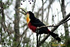 Ramphastos dicolorus