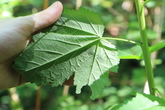 Physocarpus capitatus
