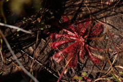 Drosera spatulata