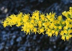 Solidago speciosa