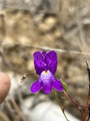 Linaria maroccana