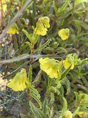 Hermannia saccifera