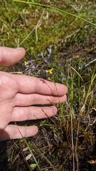 Xyris montana