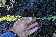 Solidago speciosa