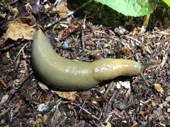 Ariolimax columbianus