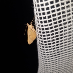 Anachloris subochraria