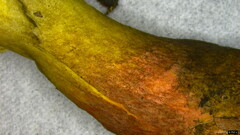 Lanmaoa angustispora