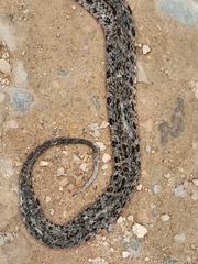 Bothrops asper