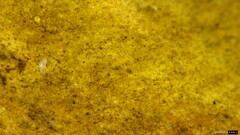 Lanmaoa angustispora