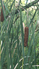 Typha
