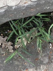 Muhlenbergia schreberi