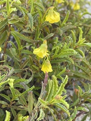 Hermannia saccifera