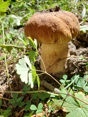 Boletus edulis
