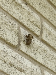 Cicadoidea