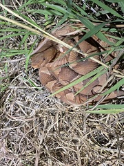 Agkistrodon laticinctus